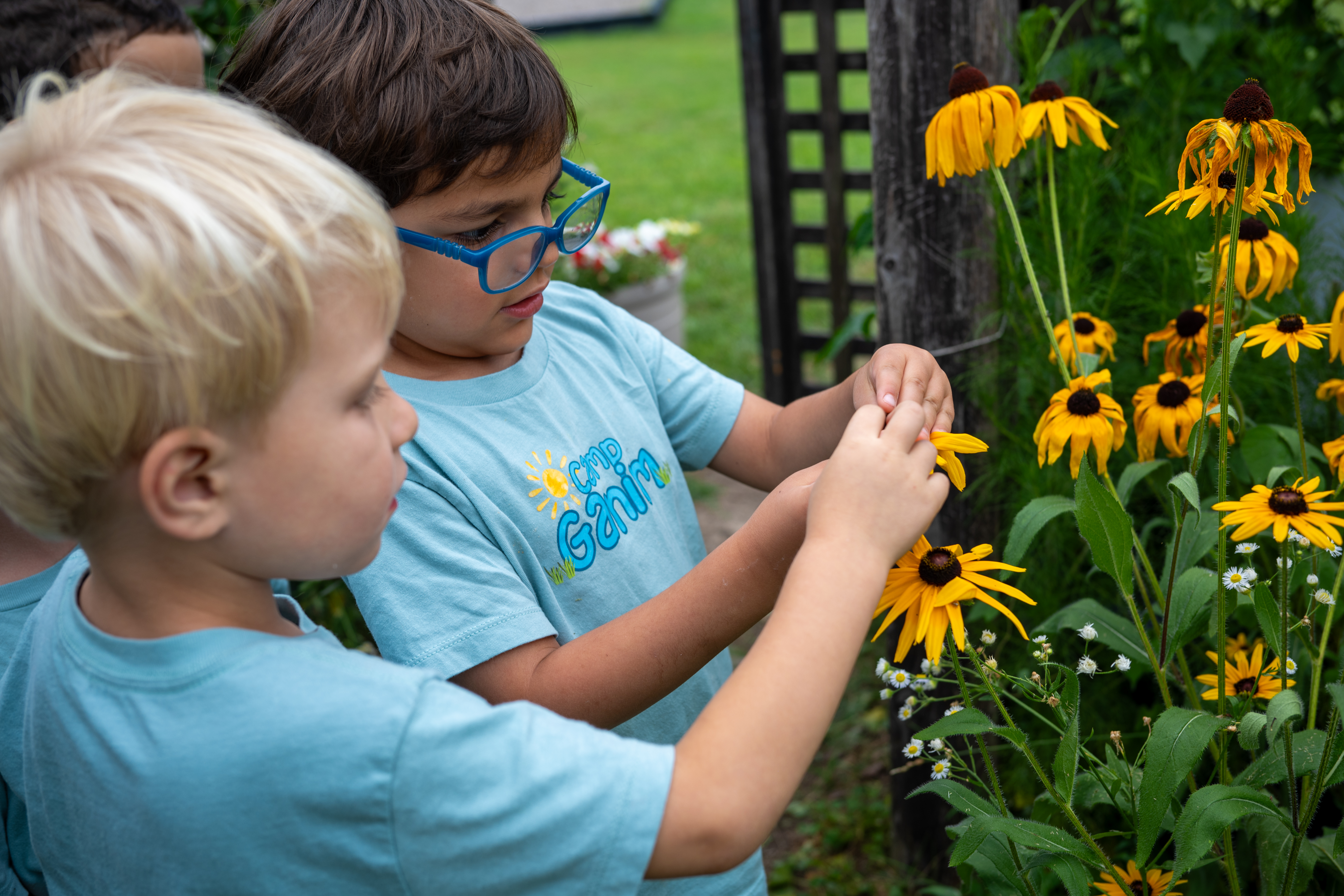 touching black eyed susans